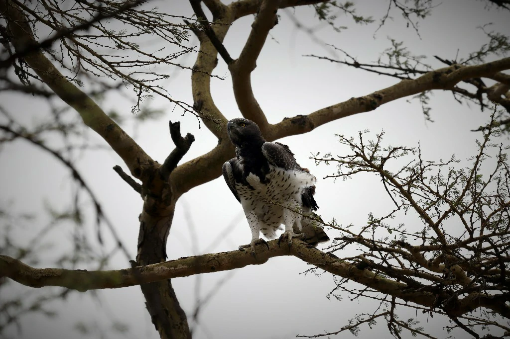 martial eagle